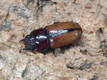 画像をギャラリービューアに読み込む, ブルイジンノコギリクワガタ(ペレン島亜種) インドネシア ペレン島産 ペア(累代WD ♂34mm ♀Freemm )