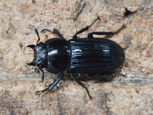 画像をギャラリービューアに読み込む, メリディオナリスコクワガタ ベトナム Ha Giang産 ペア(累代WD ♂40mm ♀Freemm )