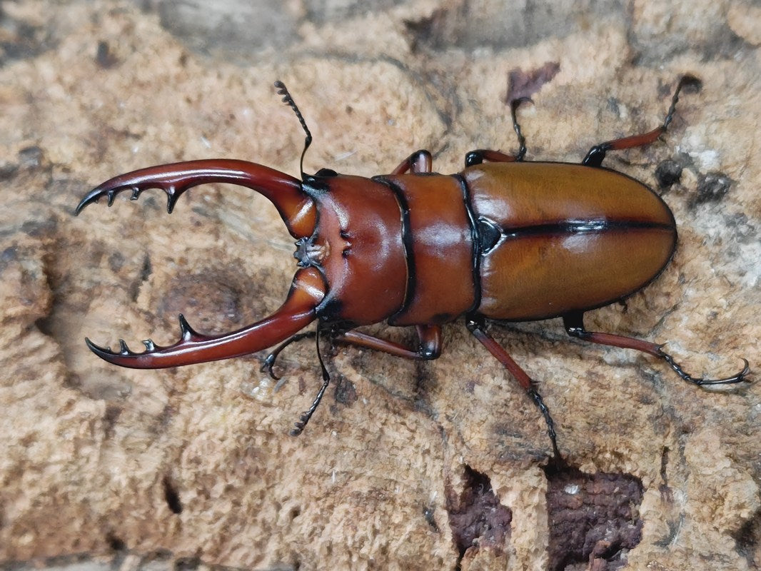 200mm】ギガスオオトビナナフシの昆虫標本 コノハムシカマキリマンテ