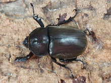 画像をギャラリービューアに読み込む, カブトムシ(ヤマトカブト) 奈良県 生駒市産 ペア(累代WD ♂Freemm ♀Freemm )