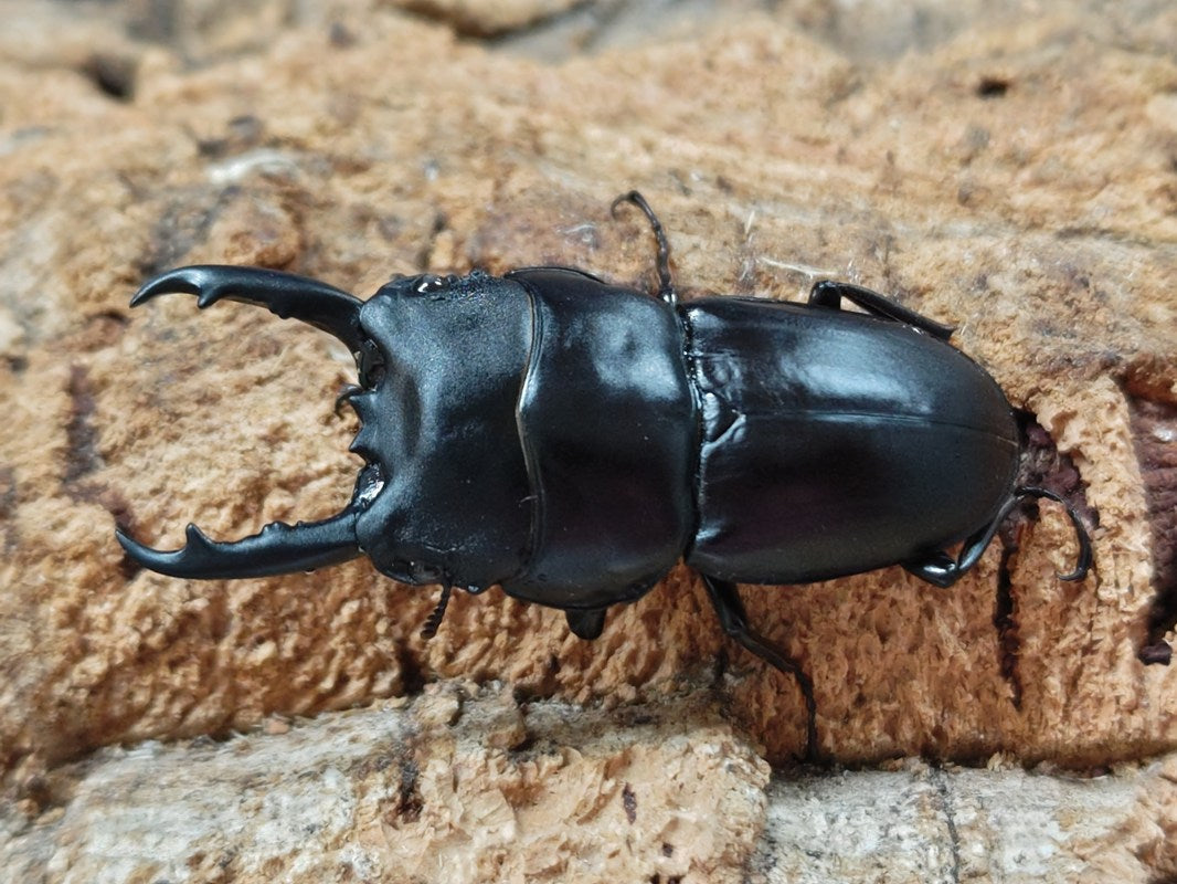 ウイックハムヒラタクワガタ オーストラリア クィーンズランド州