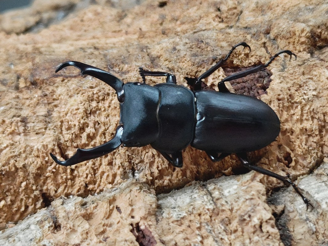 モフモフの立て髪のゴリラコガネ⑧【標本】 モフモフの立て髪のゴリラコガネ⑧【標本】 - メルカリ