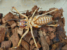 画像をギャラリービューアに読み込む, リオック インドネシア ジャワ島Mt.ハリムン産 ペア(累代WD ♂Freemm ♀Freemm )