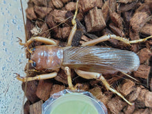 画像をギャラリービューアに読み込む, リオック インドネシア ジャワ島Mt.ハリムン産 ペア(累代WD ♂Freemm ♀Freemm )