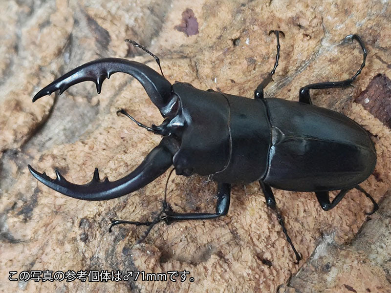 アマミノコギリクワガタ 鹿児島県 奄美大島笠利町産 ペア（累代WD