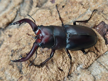 画像をギャラリービューアに読み込む, クチノエラブノコギリクワガタ 口永良部島 向江浜林道産 ペア(累代WF4 ♂62mm 2025/6 ♀Freemm 2025/6)