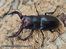 画像をギャラリービューアに読み込む, クチノエラブノコギリクワガタ 口永良部島 向江浜林道産 ペア(累代WF4 ♂60mm 2025/6 ♀Freemm 2025/6)