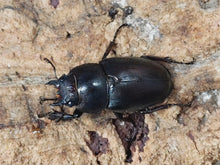 画像をギャラリービューアに読み込む, クチノエラブノコギリクワガタ 口永良部島 向江浜林道産 ペア(累代WF4 ♂60mm 2025/6 ♀Freemm 2025/6)