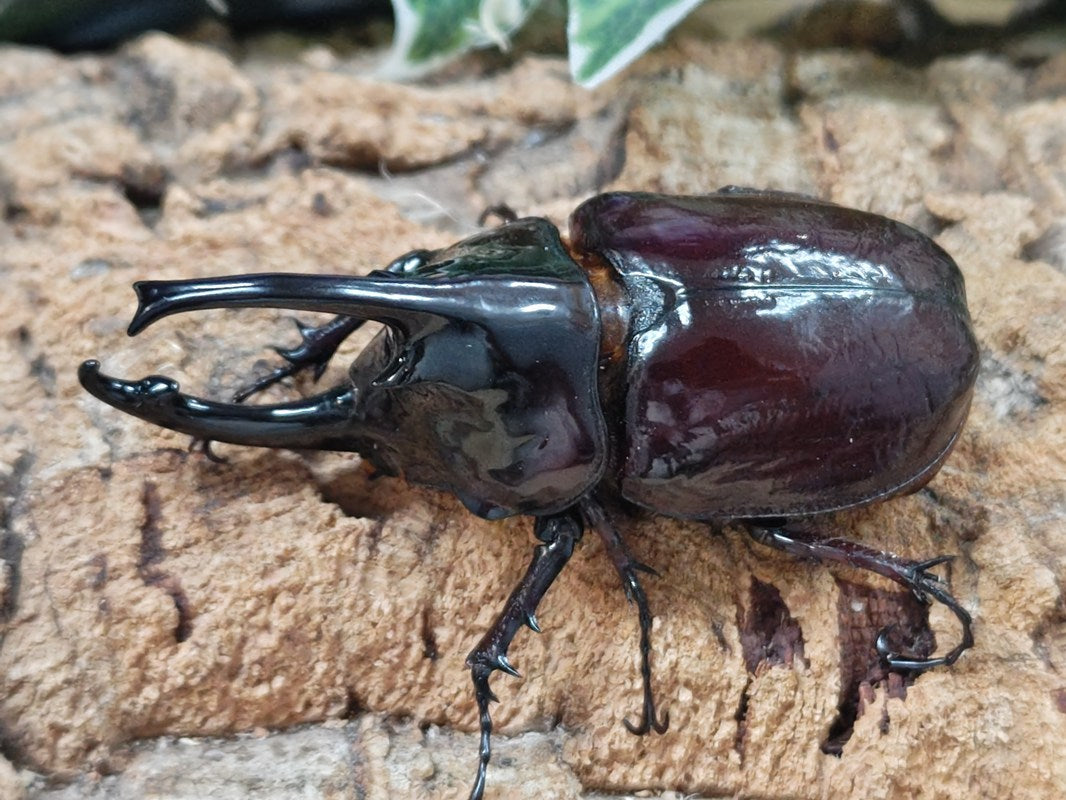 メガバス　セット　カブトムシさん 575.jpg