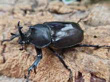 画像をギャラリービューアに読み込む, クメジマカブトムシ 沖縄県 島尻郡久米島町アーラ林道産 ペア(累代WF8 ♂47mm 2025/6 ♀Freemm 2025/6)