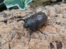 画像をギャラリービューアに読み込む, クメジマカブトムシ 沖縄県 島尻郡久米島町アーラ林道産 ペア(累代WF8 ♂47mm 2025/6 ♀Freemm 2025/6)