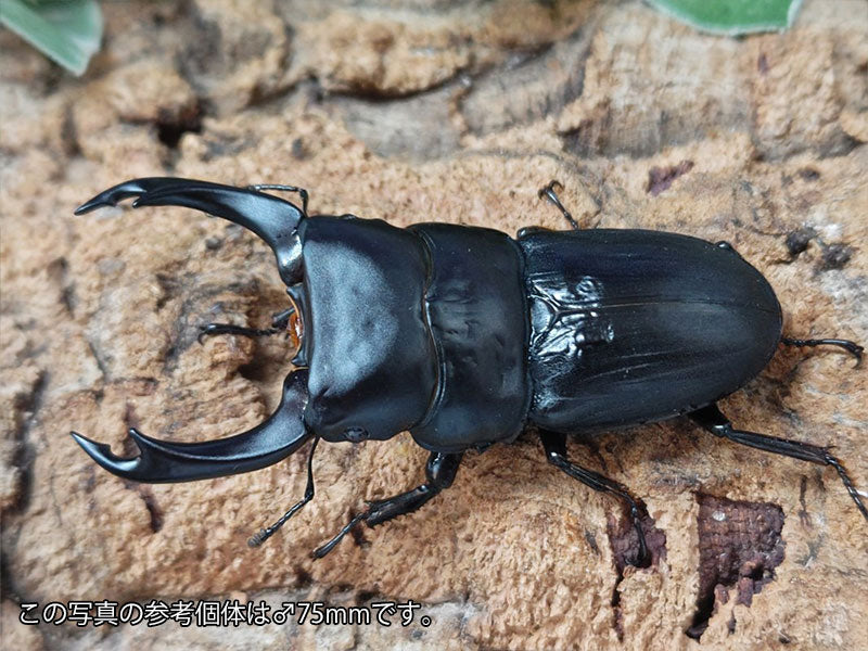 パリーオオクワガタ・ミンダナオ亜種(ミンダナオオオクワガタ