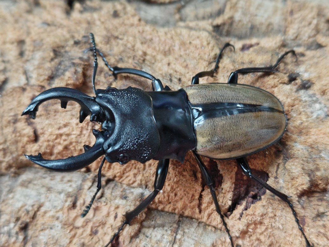 ルデキンツヤクワガタ インドネシア スマトラ島ジャンピ産 ペア（累代