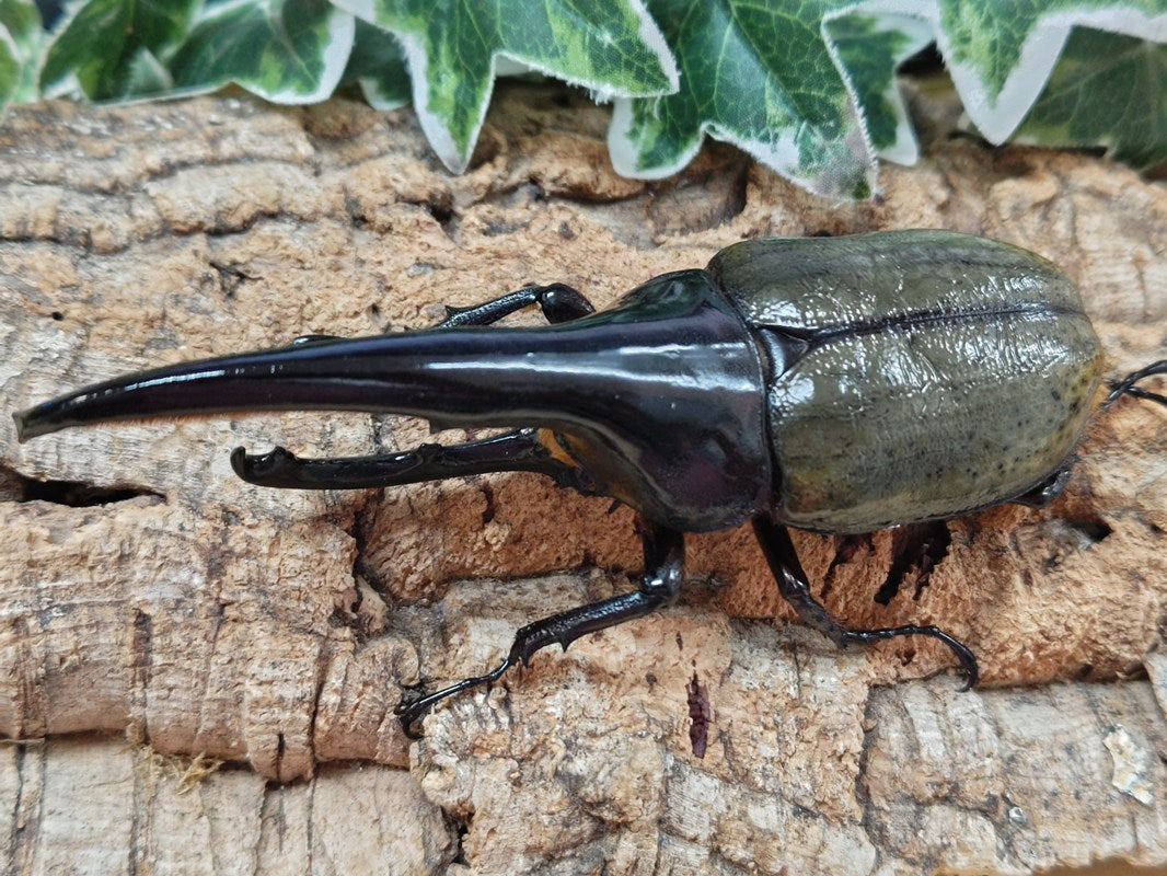 マタレオンヘラクレス3亜種 マタレオン様専用ヘラクレス3亜種 Amazon.co.jp: 【BIG HORN