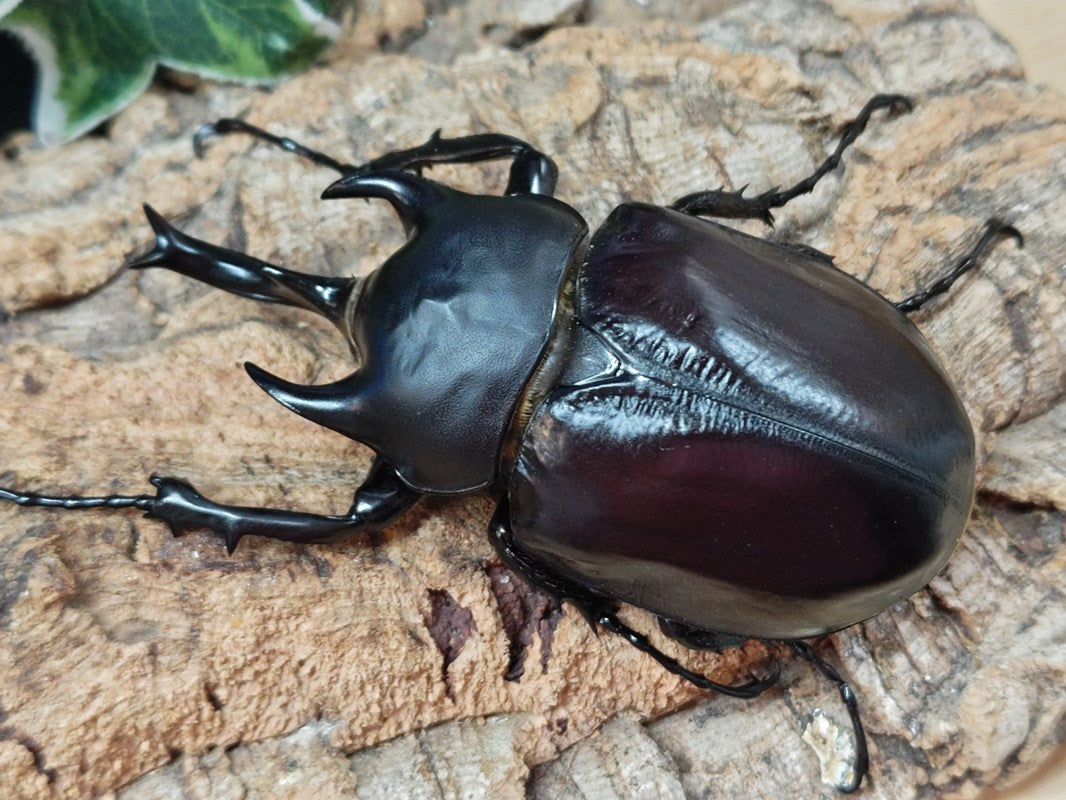 レックスゾウカブト レックスゾウカブト(旧アクティオンゾウカブト) ペルー イキトス