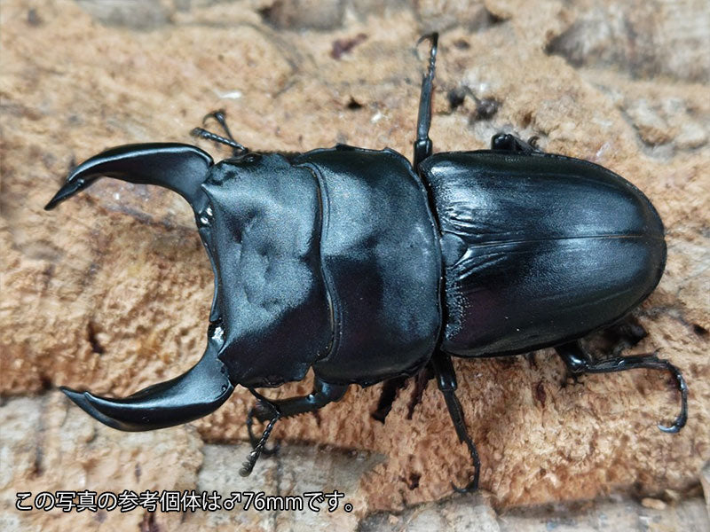 クワガタ多数　大型標本 m80794810344_1.jpg?1687763910