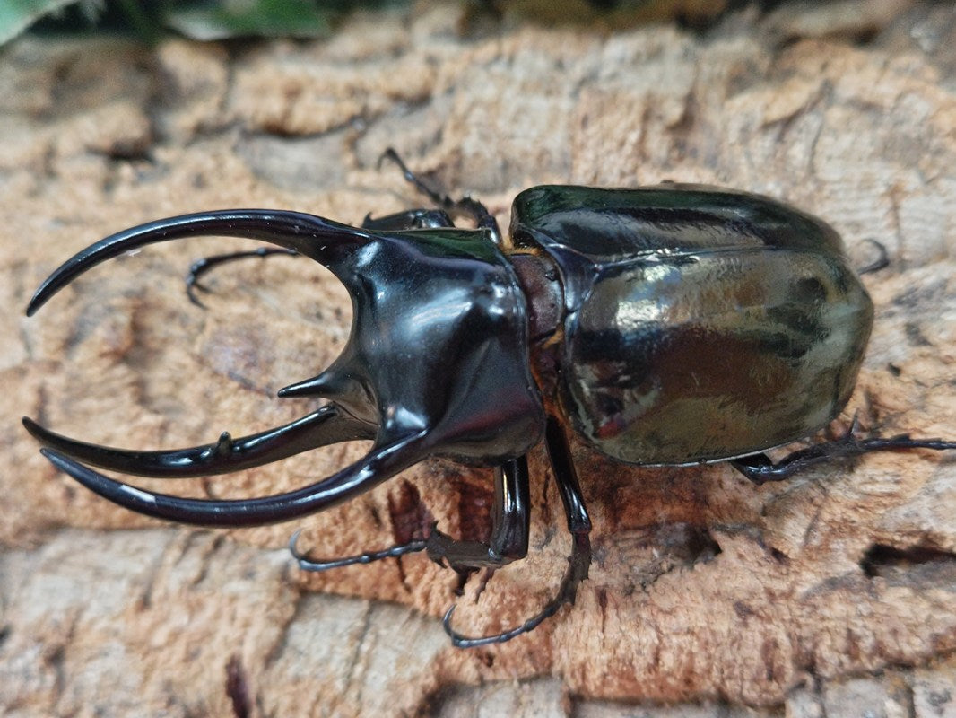 スマトラ産 エラフスホソアカクワガタ 92mm. 昆虫標本 エラフス