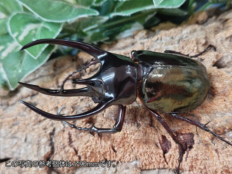 コーカサスオオカブト(原名亜種) インドネシア ジャワ島アルゴプーロ産