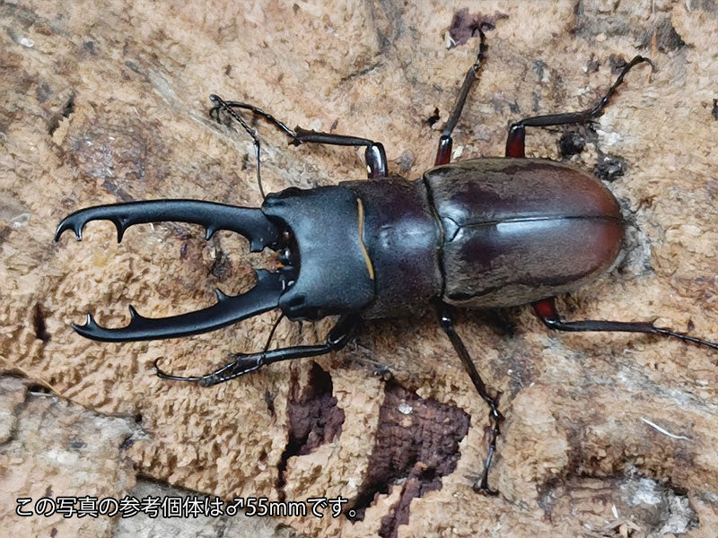 ドエスブルグノコギリクワガタ インドネシア スラウェシ島パロロ・パル