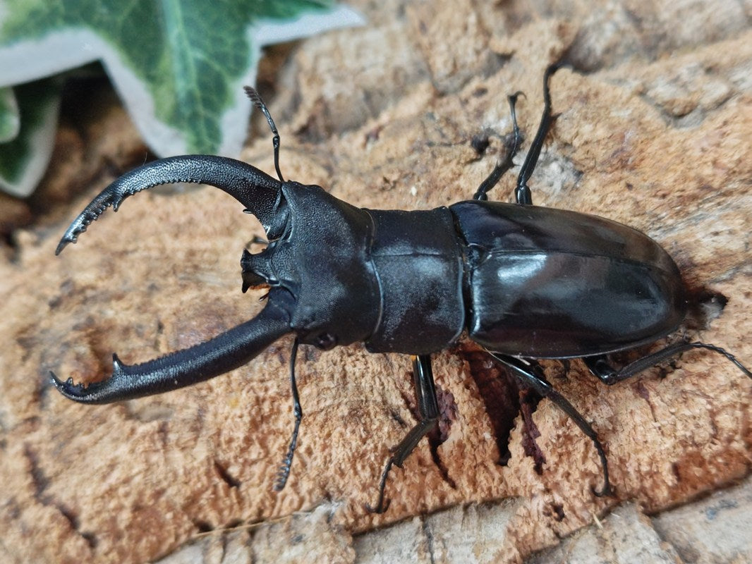 リノケロスフタマタクワガタ インドネシア スマトラ島ベンクール産