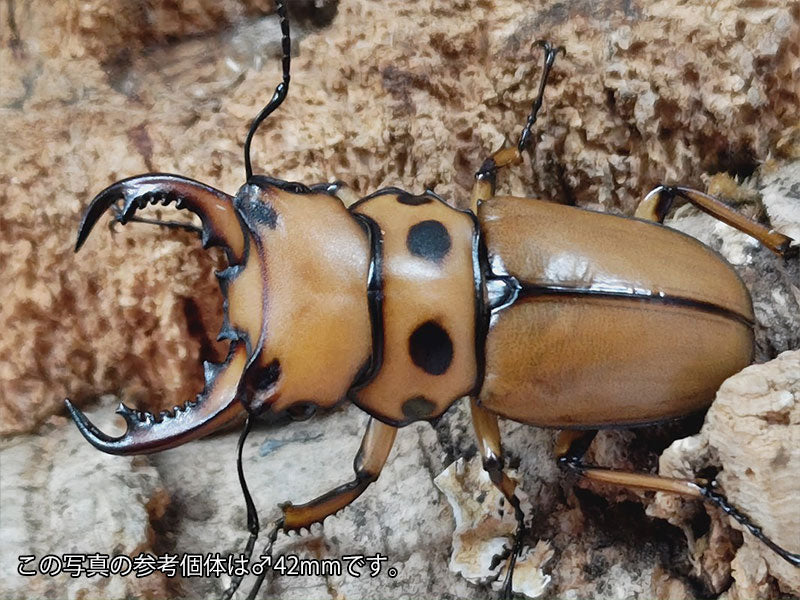 アフリカ カメルーン 部族 くし型 70.5 ㎜ ］飼育個体だからこそ！ | Project WILD MUSEUM
