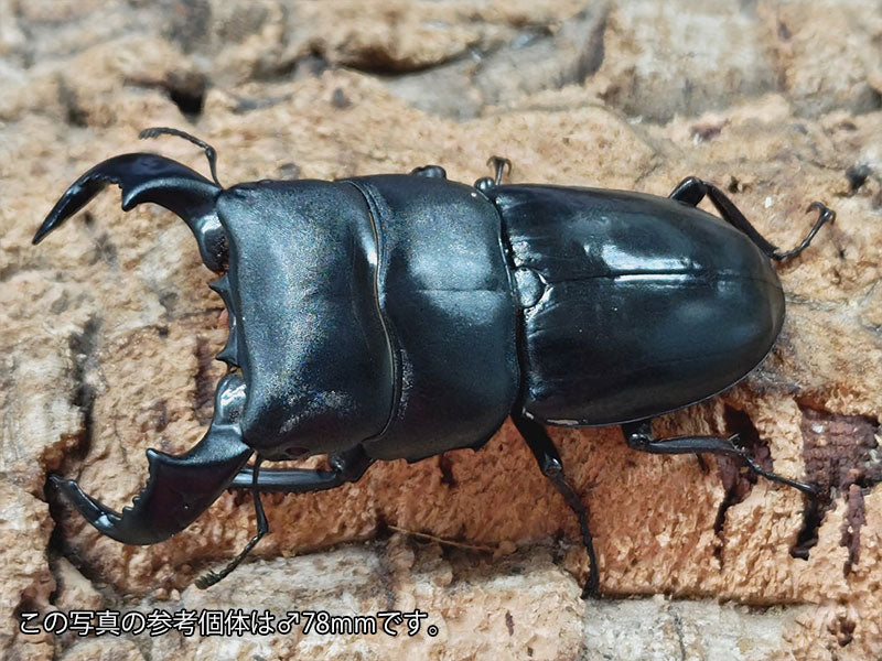 ダイオウヒラタクワガタ インドネシア ジャワ島アルゴプーロ産