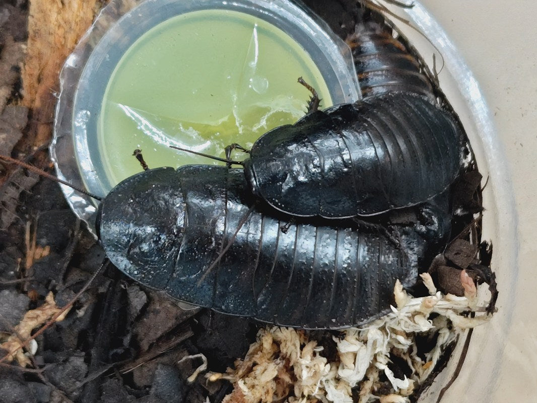 マダガスカルゴキブリ マダガスカル 産 カップ入り4頭セット（累代CB