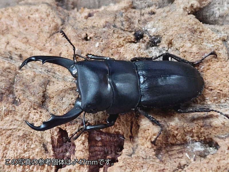ライヒヒラタクワガタ(亜種hansteini) インドネシア スマトラ島