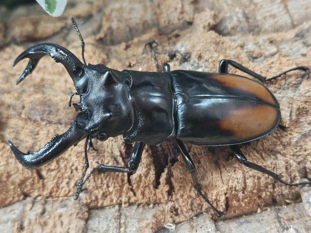 【こんぶ】増殖するg 2&うらら1&わらし1&サンダーボルト1 プリズマ パリーフタマタクワガタ(マレー・スマトラ亜種) インドネシア スマトラ