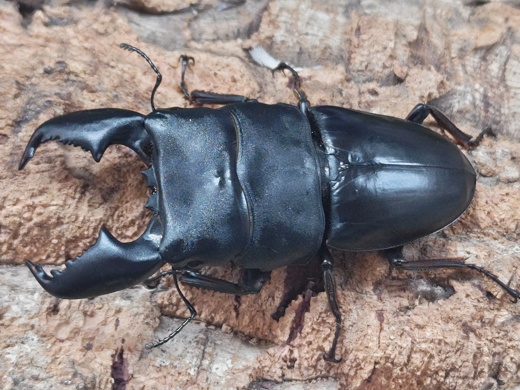 【2頭ペア】パピリオ・インドラ・インドラ（モンタナ州/アメリカ） 2頭ペア】パピリオ・インドラ・インドラ（モンタナ州/アメリカ） 2頭