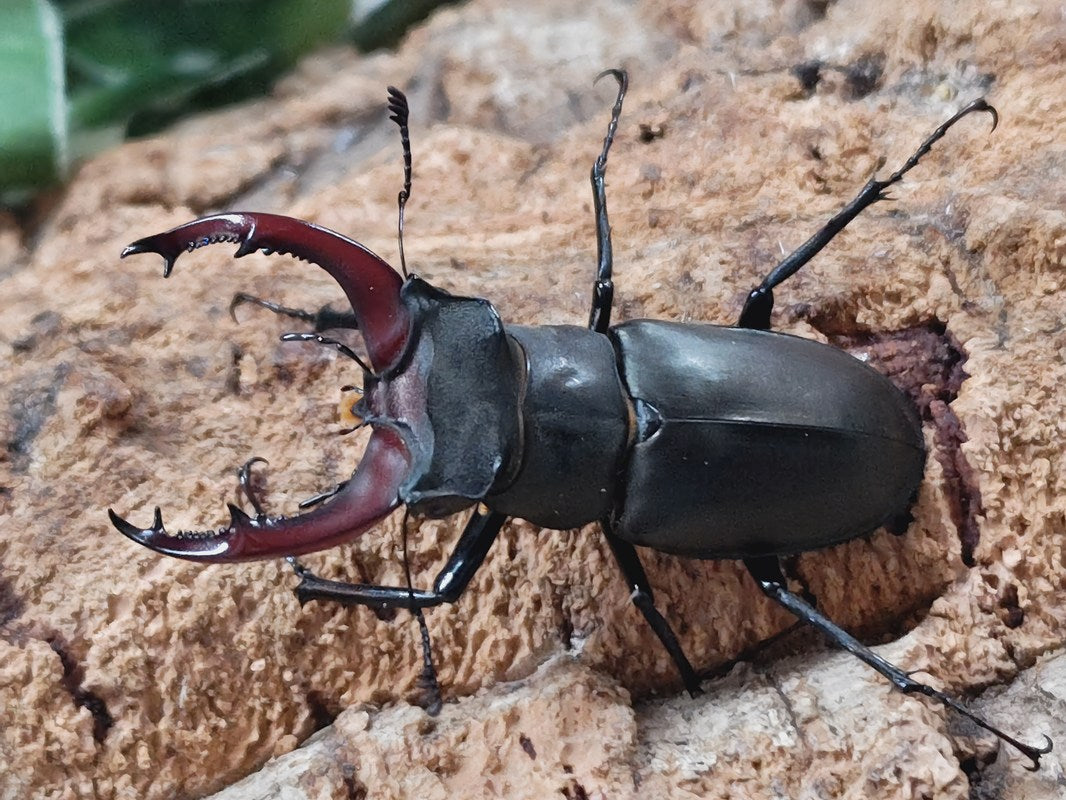 ヨーロッパミヤマクワガタ(ケルブス) 南フランス 産 ペア（累代