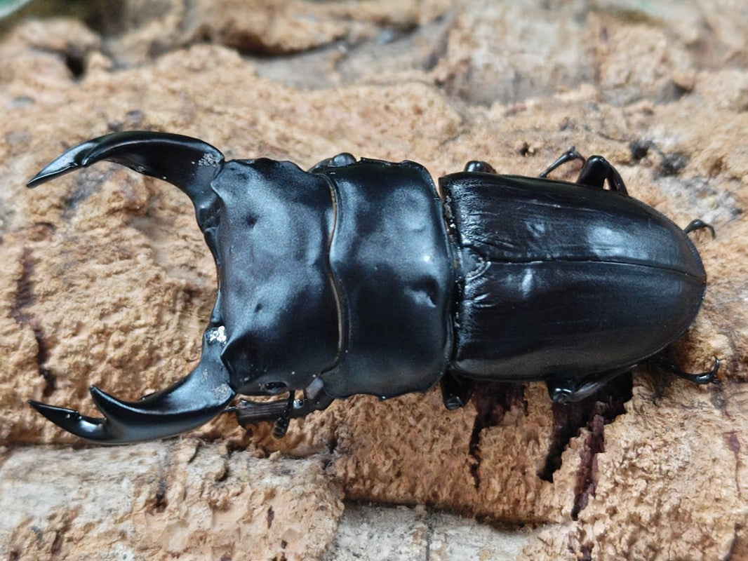 国産オオクワガタ(極太アンバランス血統) No.64(ピューマ) 産