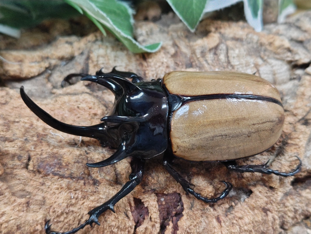 昆虫大系 ヤマトサビクワガタ 大型ペア ♂23.4mm♀20.8mm 徳之島 - Insect