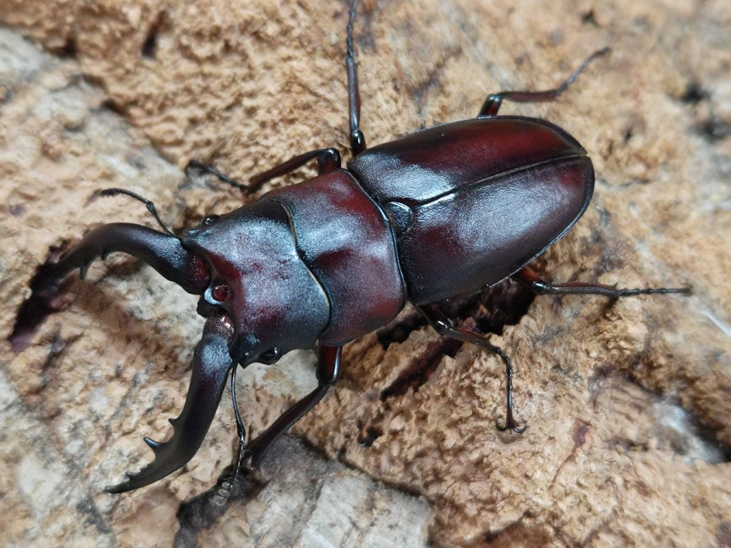 希少　ハカマウラボシ　沖縄北部産　増殖株　ドリナリア　アグラオモルファ　シダ 希少 ハカマウラボシ 沖縄北部産 増殖株 ドリナリア
