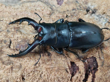 画像をギャラリービューアに読み込む, クチノエラブノコギリクワガタ 鹿児島県 口永良部島向江浜林道産 ペア(累代WF4 ♂59mm 2025/6 ♀Freemm 2025/6)