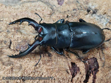 画像をギャラリービューアに読み込む, クチノエラブノコギリクワガタ 鹿児島県 口永良部島向江浜林道産 ペア(累代WF4 ♂A'58(顎ズレ)mm 2025/6 ♀Freemm 2025/6)