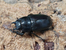 画像をギャラリービューアに読み込む, クチノエラブノコギリクワガタ 鹿児島県 口永良部島向江浜林道産 ペア(累代WF4 ♂A'58(顎ズレ)mm 2025/6 ♀Freemm 2025/6)