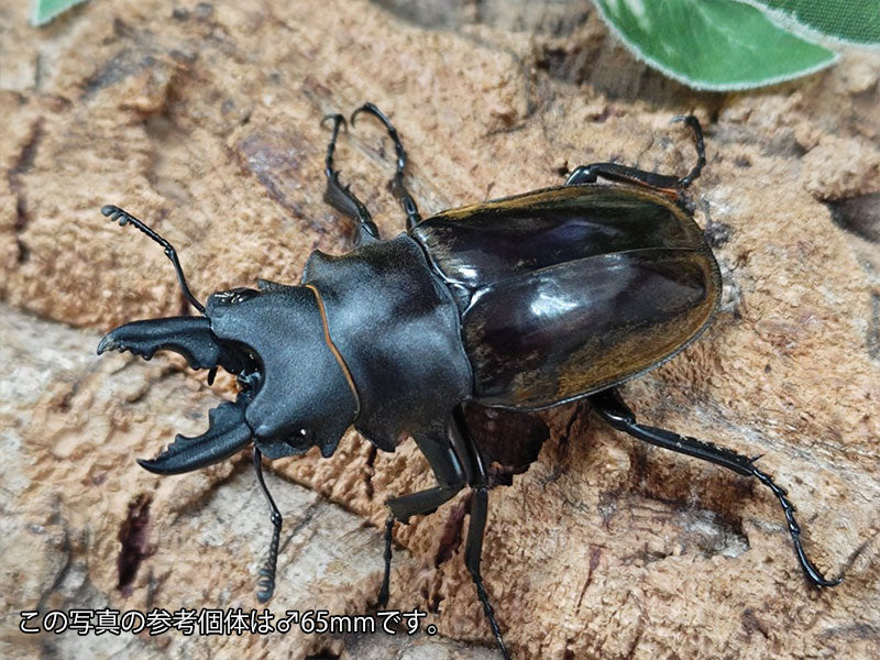 ダールマンツヤクワガタ原名亜種 インドネシア スマトラ島ベンクール産
