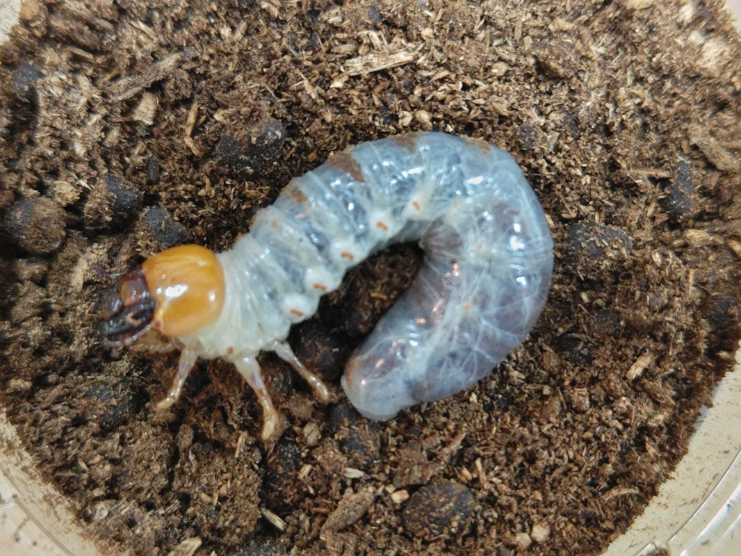 コンゴ産　ジョンストンメンガタクワガタ　53mm メンガタメリークワガタ幼虫 コンゴ 産 – クワガタムシ