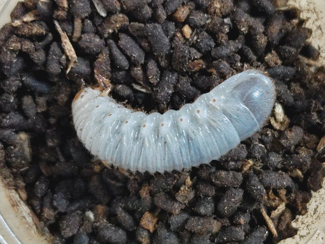 ラッケリーテナガカナブン幼虫 タイ チェンマイ産 – クワガタムシ