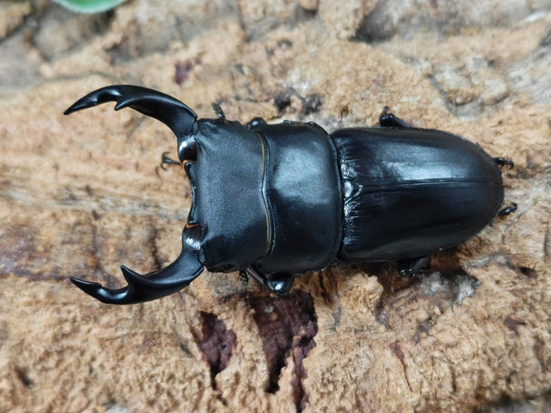 国産オオクワガタ(大阪府産) 大阪府 能勢町産 ペア（累代CB ♂60Upmm