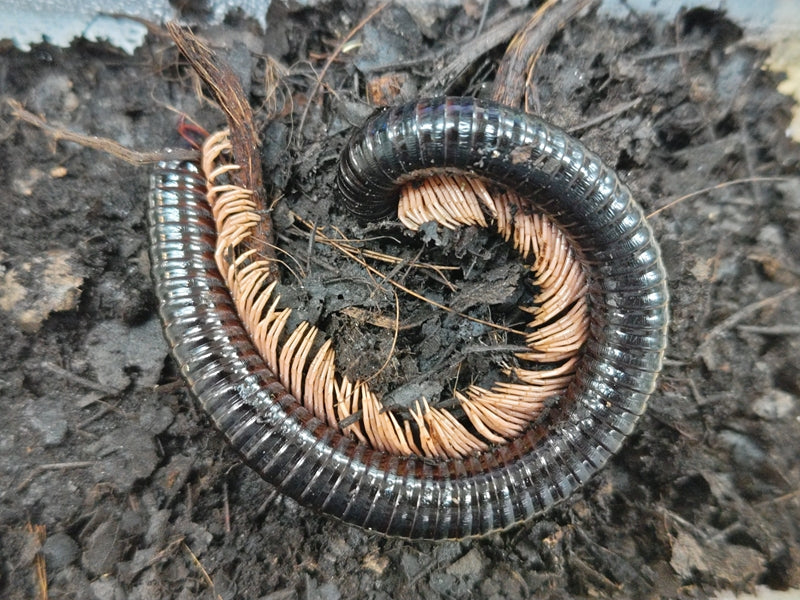ベトナムオオヤスデ赤足　30cm ベトナムオオヤスデ赤足30cm (たこすけ) 徳重のその他の中古あげます