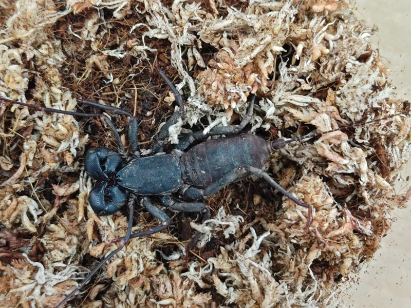 タイワンサソリモドキ 八重山諸島 産 ♂♀不明 単品（累代WD ♂Freemm