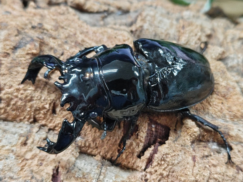 ネプチューンオオカブト タランドゥスツヤクワガタ アダー完結編 ムシキング アダー完結編 ネプチューンオオカブト タランドゥス