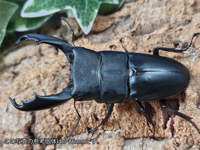 スラウェシオオヒラタクワガタ (セレベスオオヒラタクワガタ