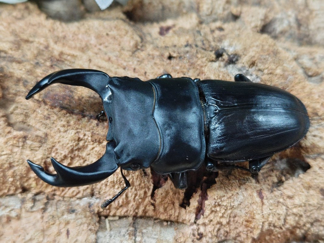 国産オオクワガタ(大阪府産) 大阪府 能勢町産 ペア（累代CB ♂72mm