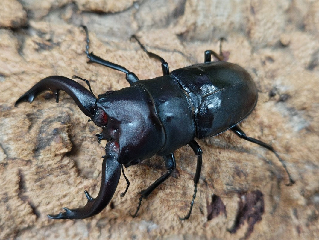アマミノコギリ（鹿児島県奄美市笠利） 新成虫 ペア ♂72.8㎜【右顎