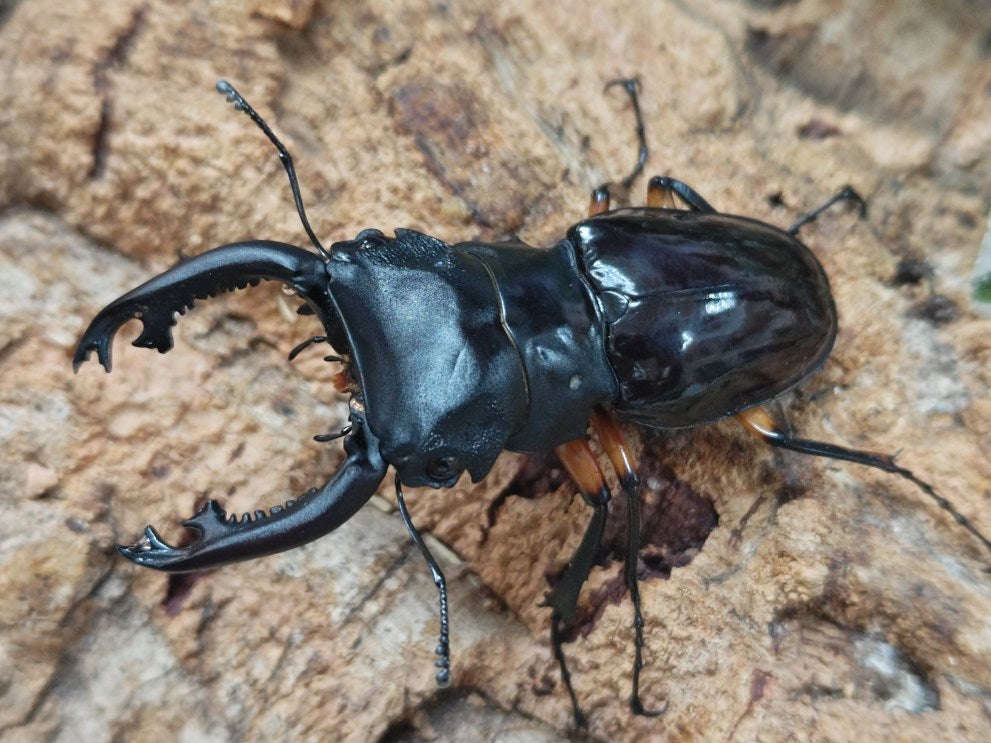 インペリアリスツヤクワガタ フィリピン パラワン島バタラダ産 ペア