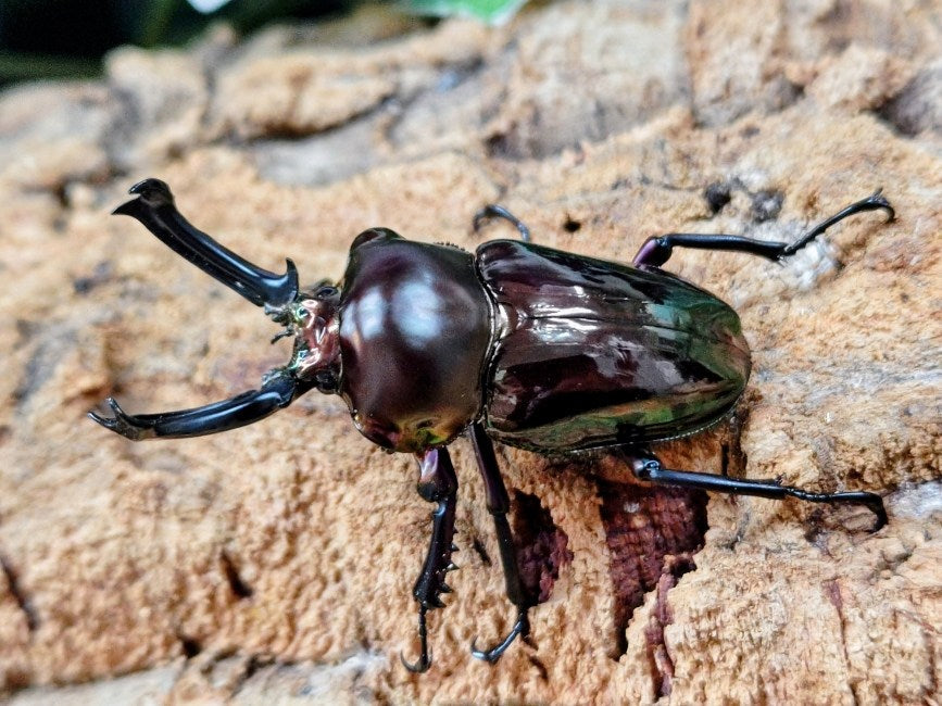 ニジイロクワガタ(ブラック血統) オーストラリア クィーンズランド産