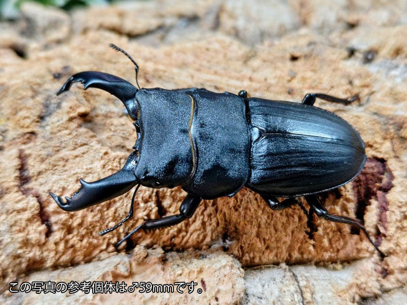 スジブトヒラタクワガタ 奄美大島 名瀬市産 ペア（累代WF1 ♂58mm 2025